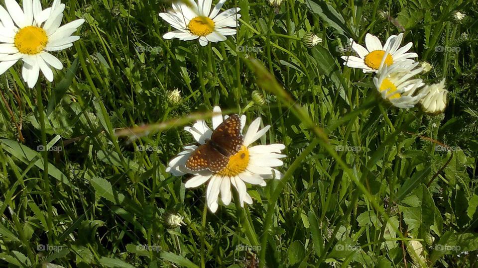 природа.ромашка.бабочка.