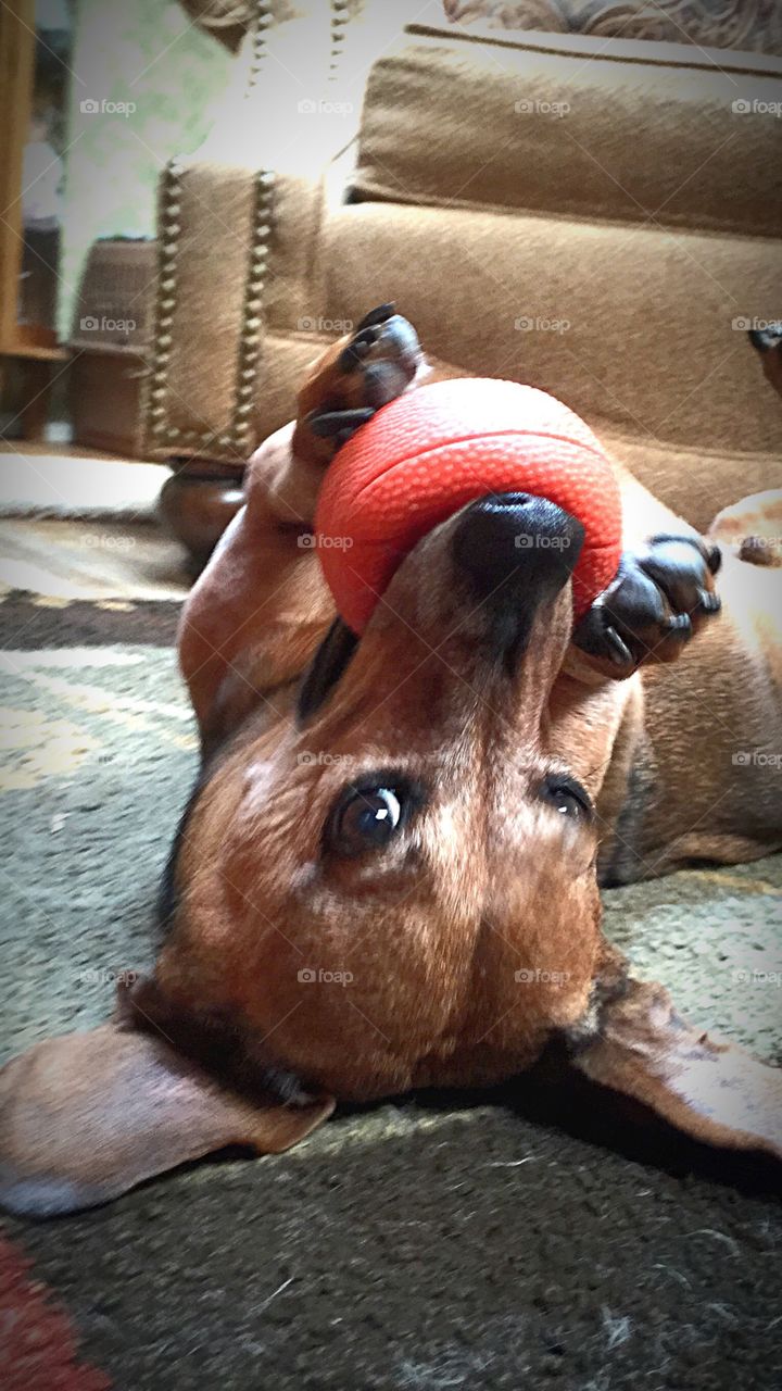 My doxie playing with his favorite toy 
