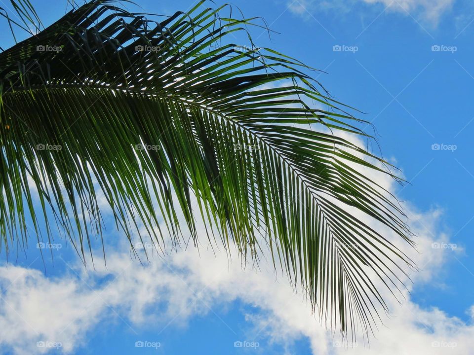 fresh palmtree leaf and blue sky