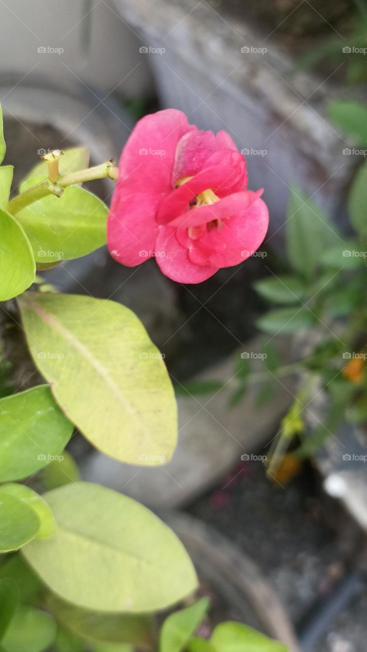 beautiful world of nature ,young ones fighting alone to prove themselves.