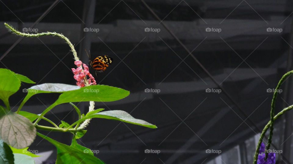 Butterfly in an urban indoor garden.