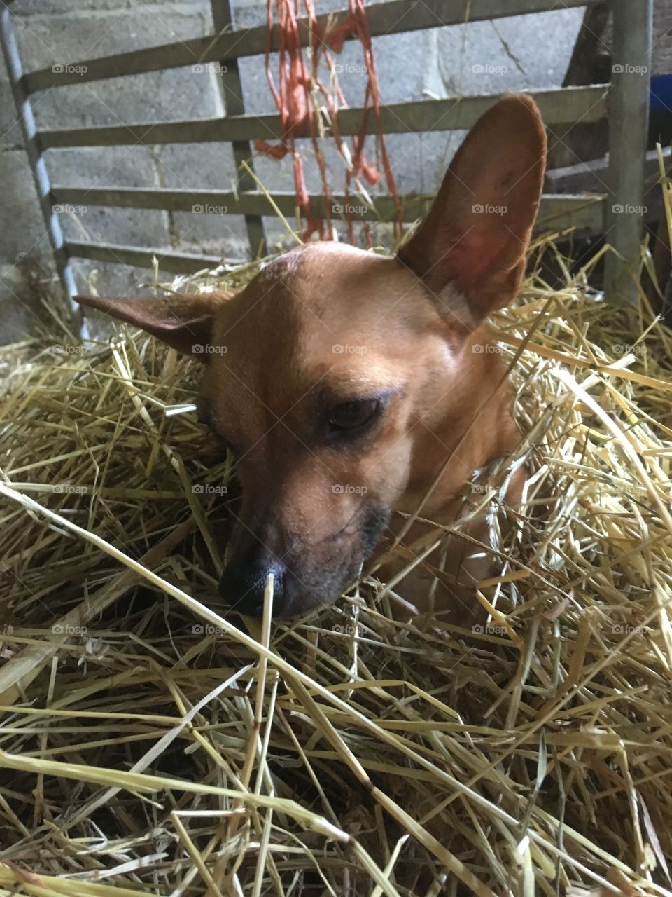 Chihuahua cosy in a bed of straw, keep him warm during lambing 