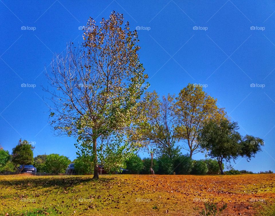 When leaves are falling...