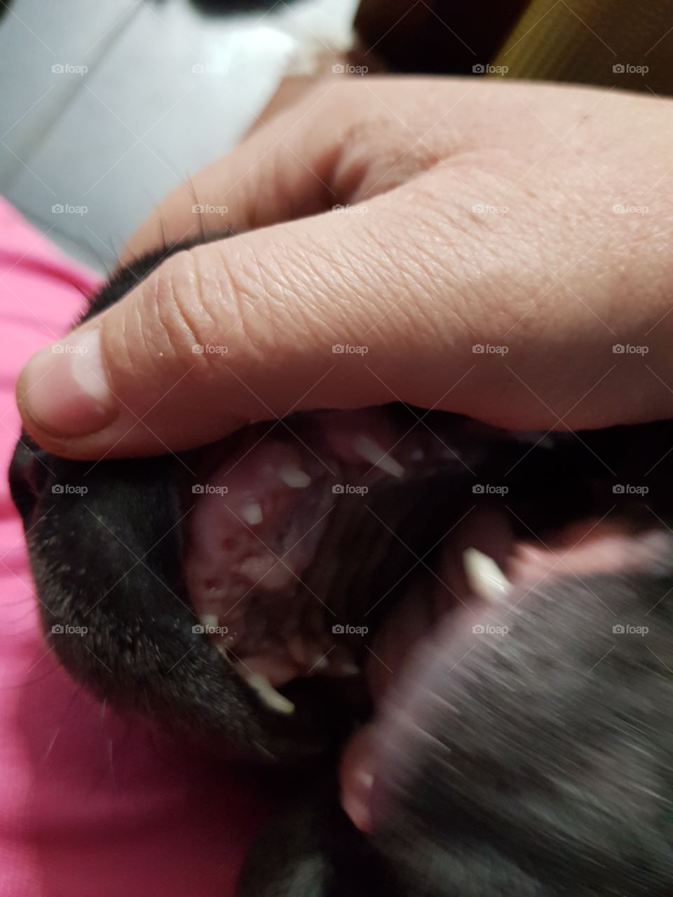 dog tooth change