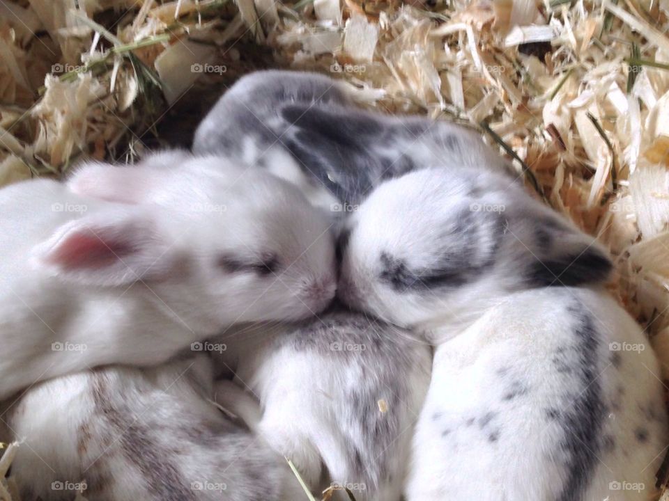 Holland lop bunnies 