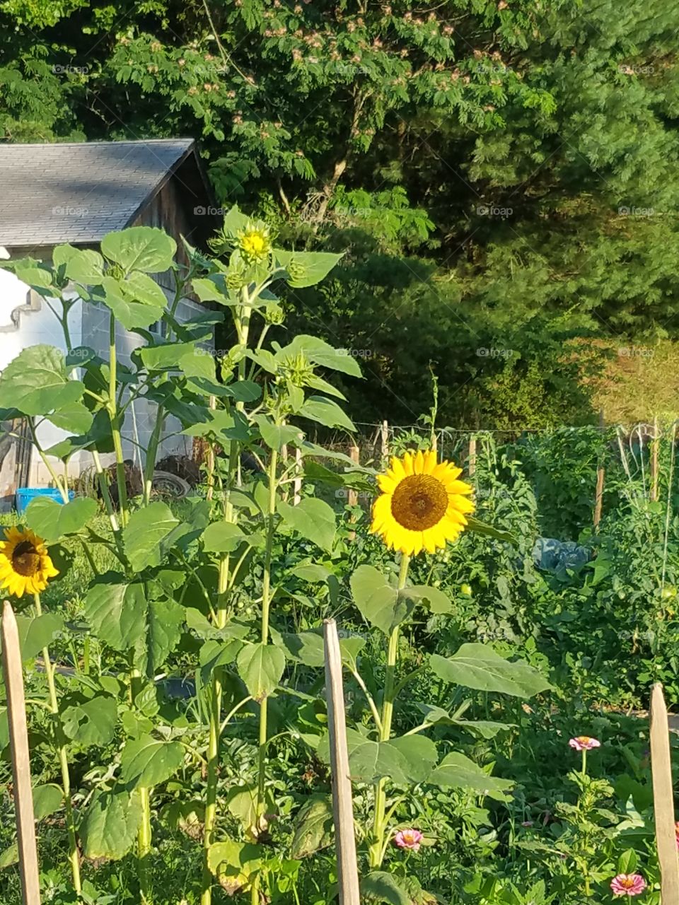 Happy sunflowers