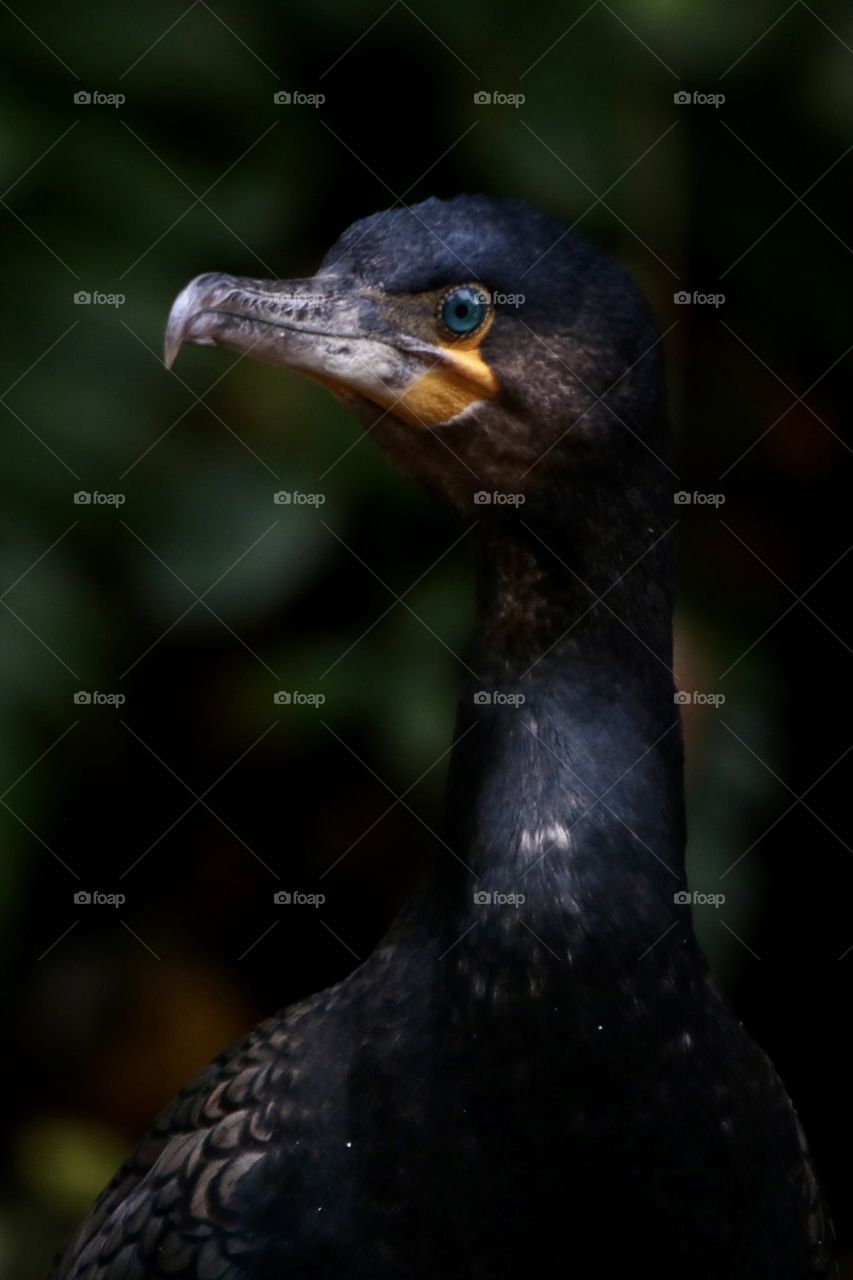Cormorant 