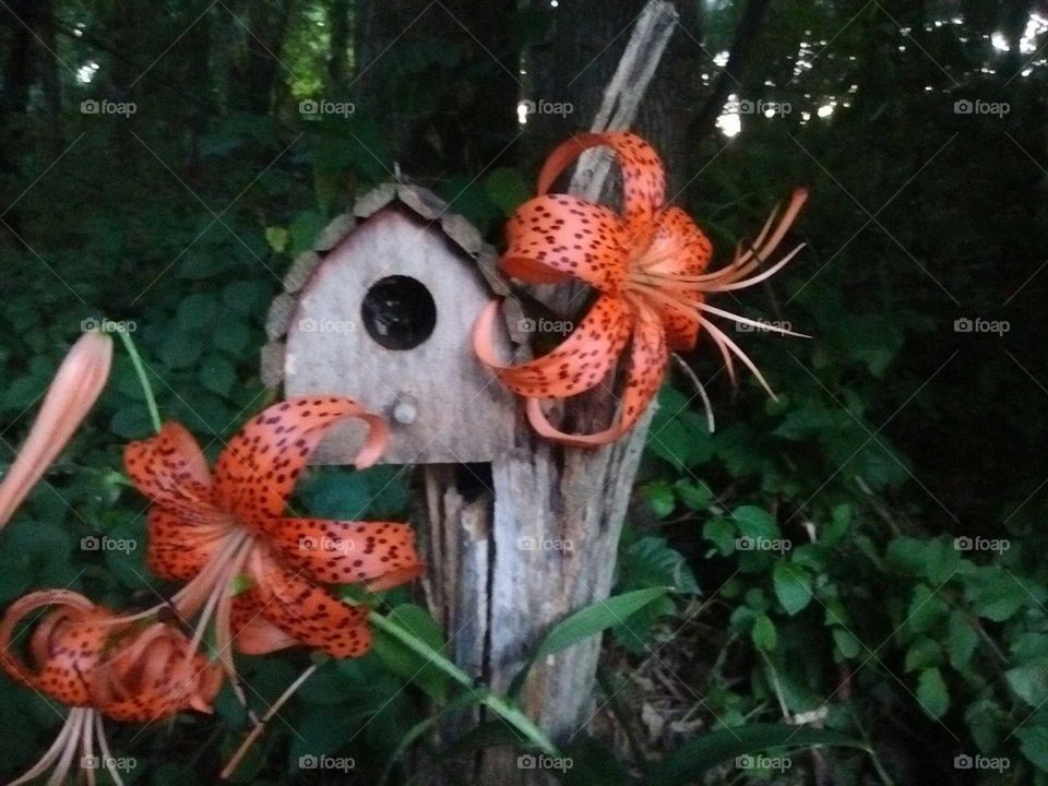 Lillies and our little old bird house