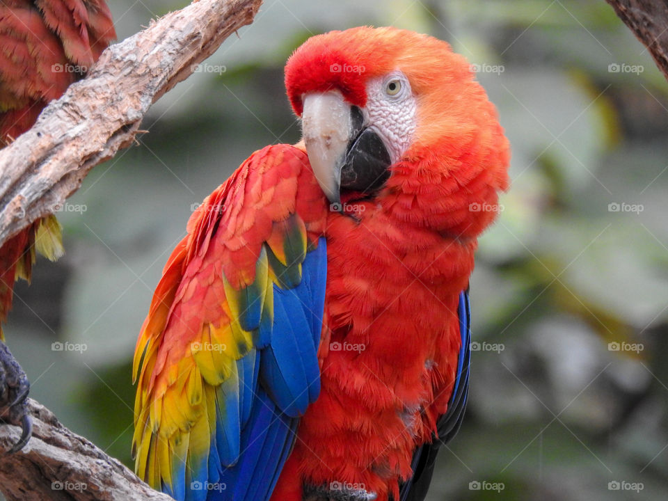 Red parrot