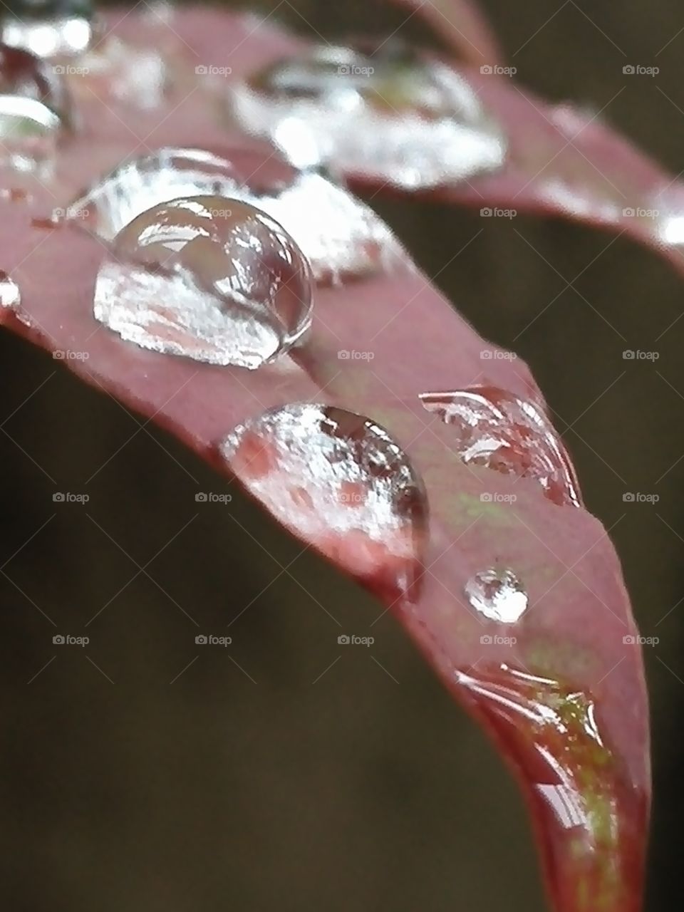 Waterdrops on nandin leaves