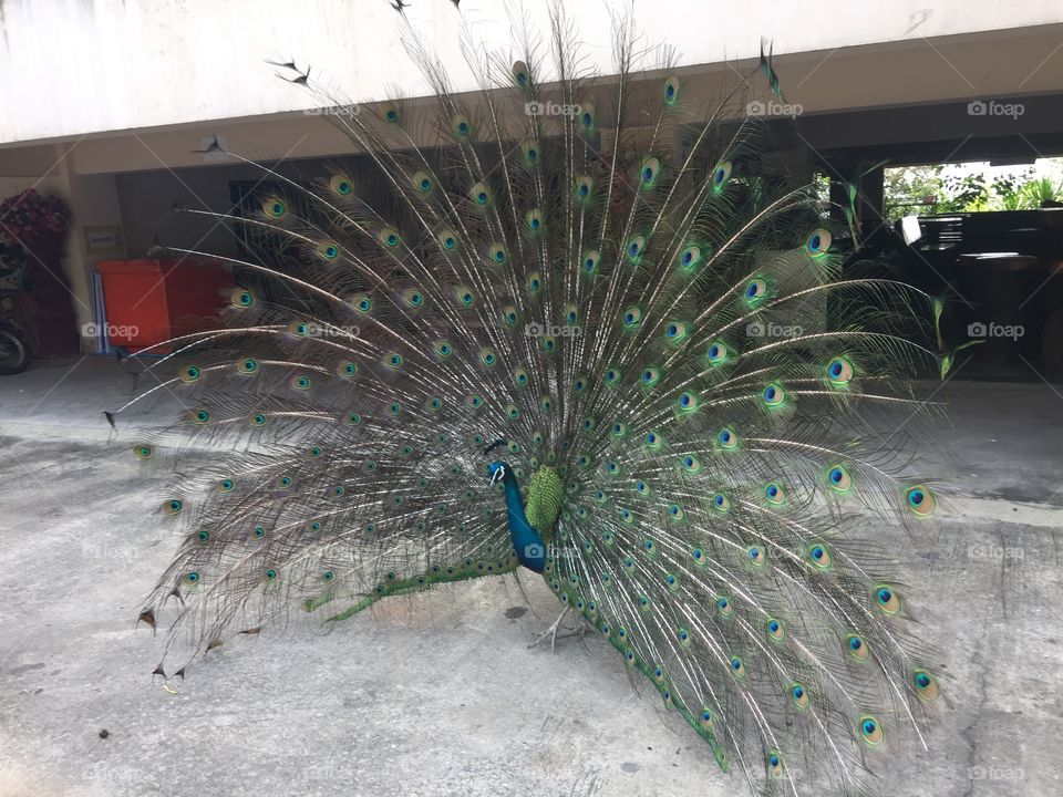 The peacock 