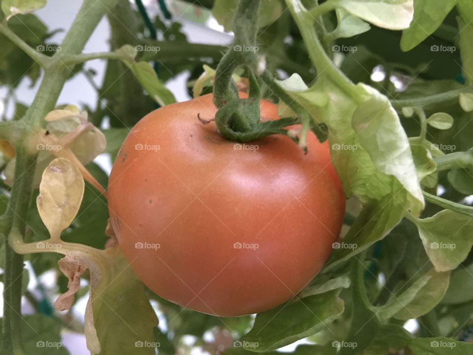 senior pomidor