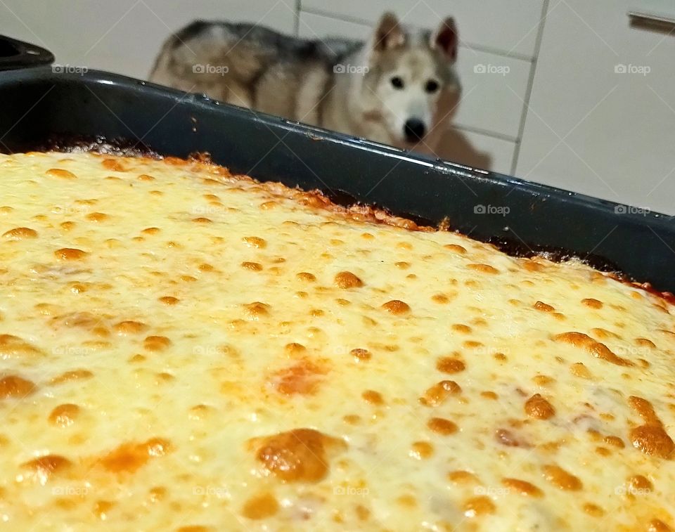 dog looking pizza