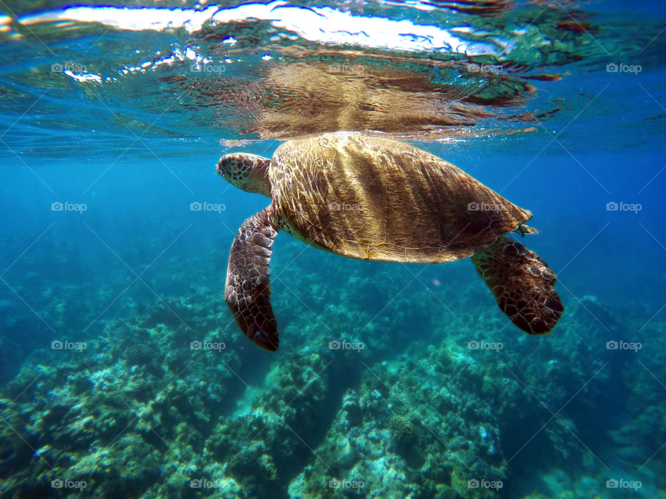 Bright Creature of the Sea (sea turtle)