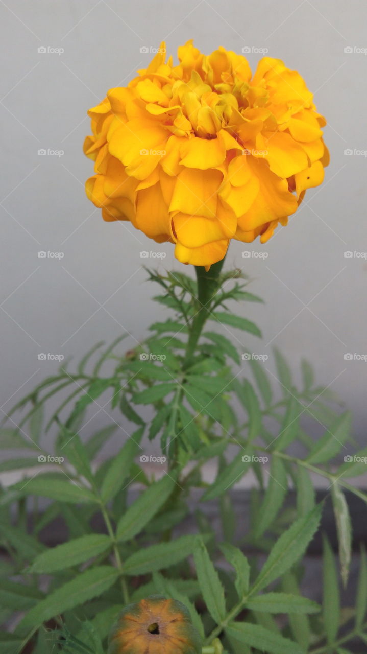 New and fresh Marigold flower at my house