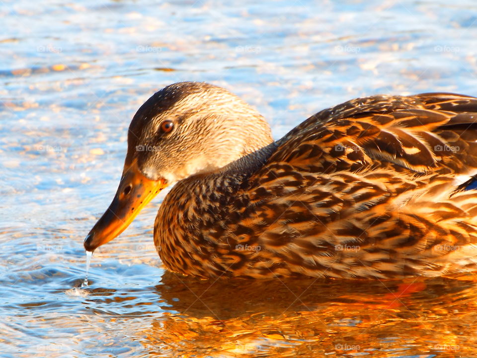 Closeup of duck swimming on lake in early morning sun 