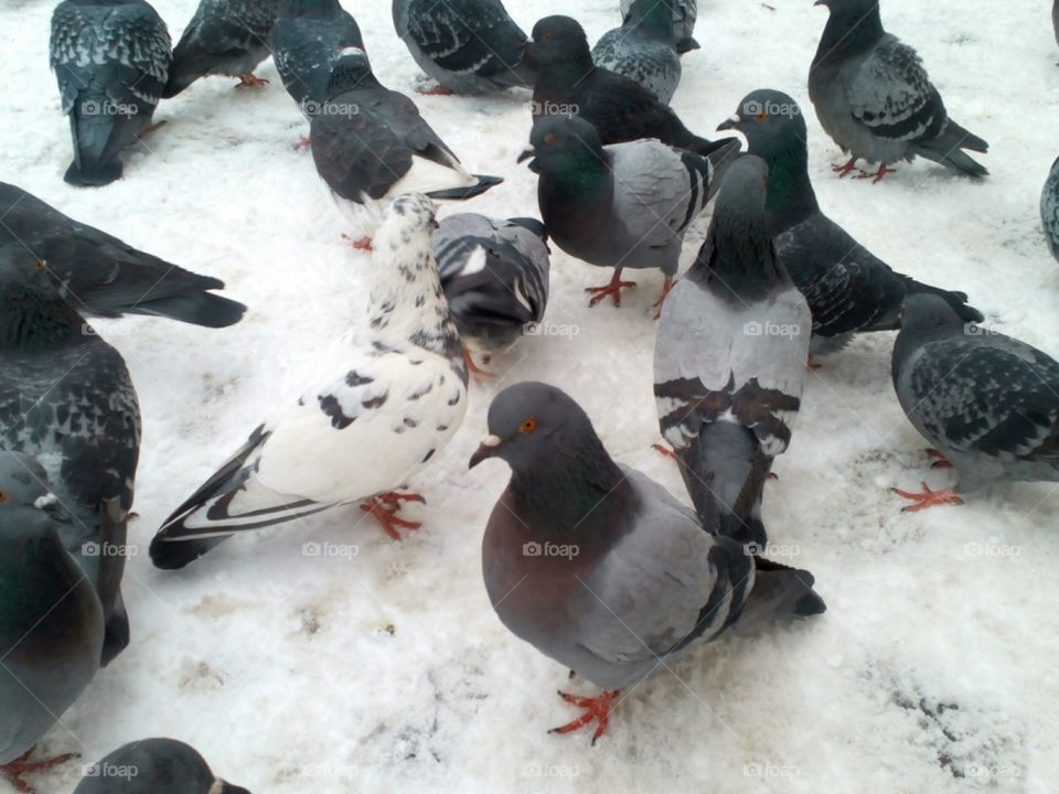 Bird, Winter, Snow, Pigeon, Cold