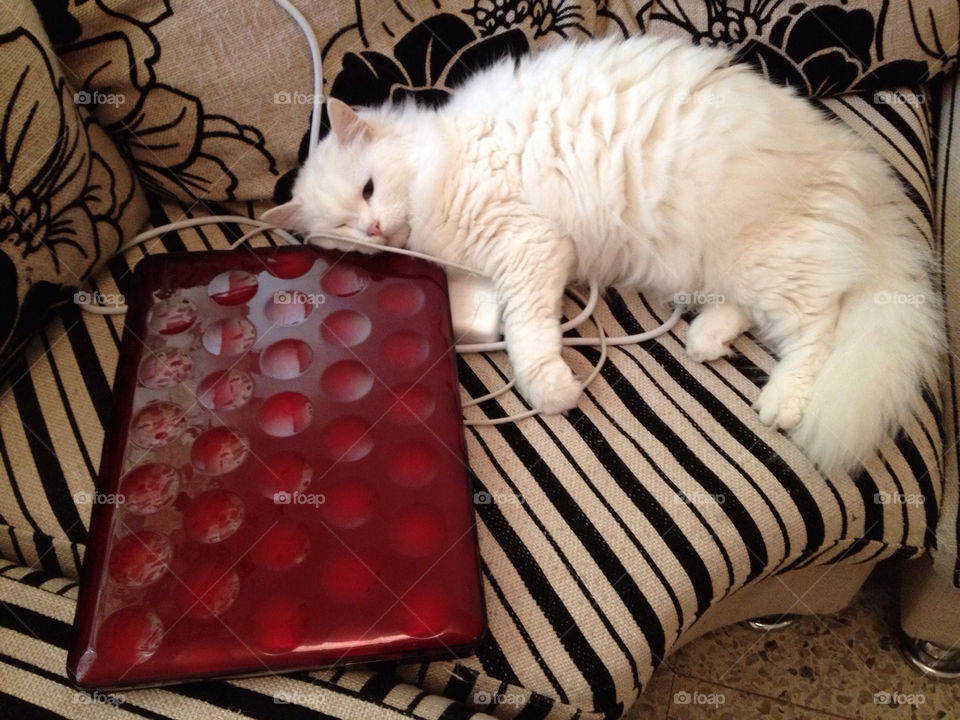 red cat sleepy macbook by cutymitch