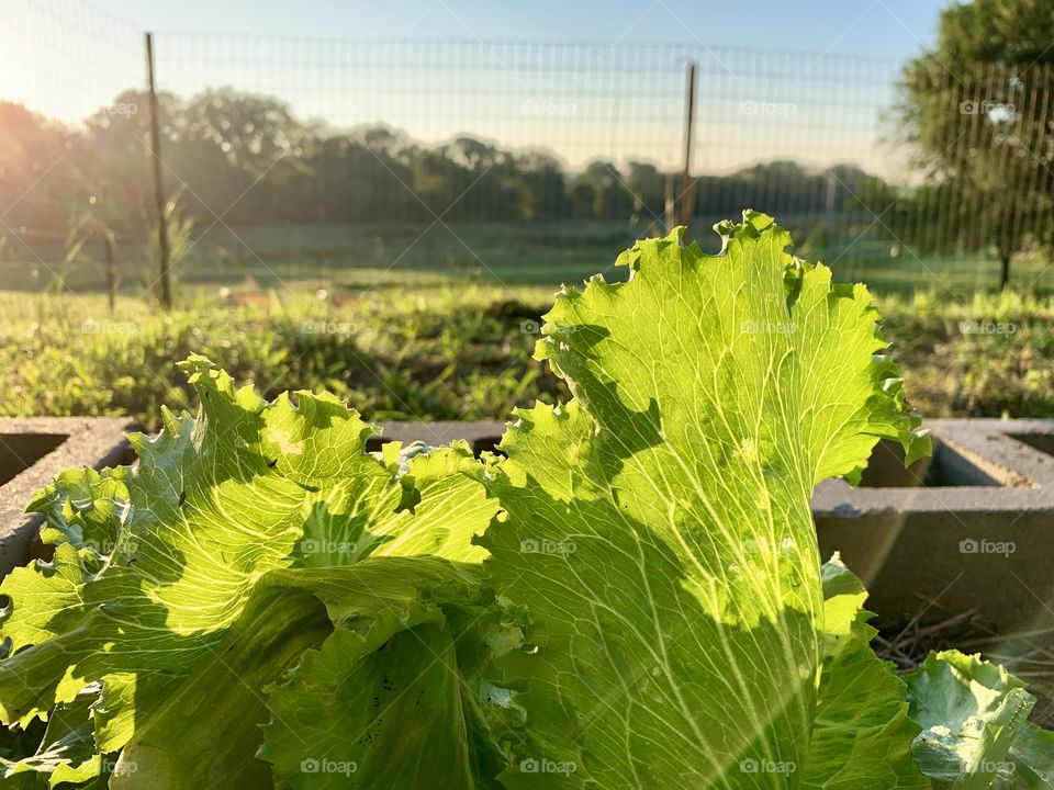Backlit Bibb lettuce leaves in a raised-bed garden in a rural area in summer