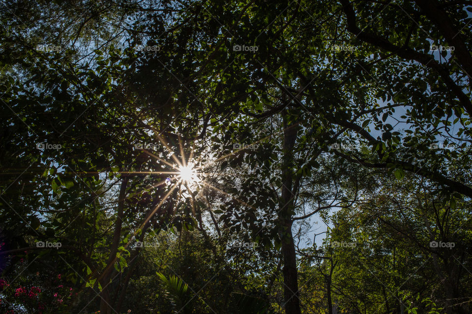 Sun Peeking Through Tree. Looking up at the sky
