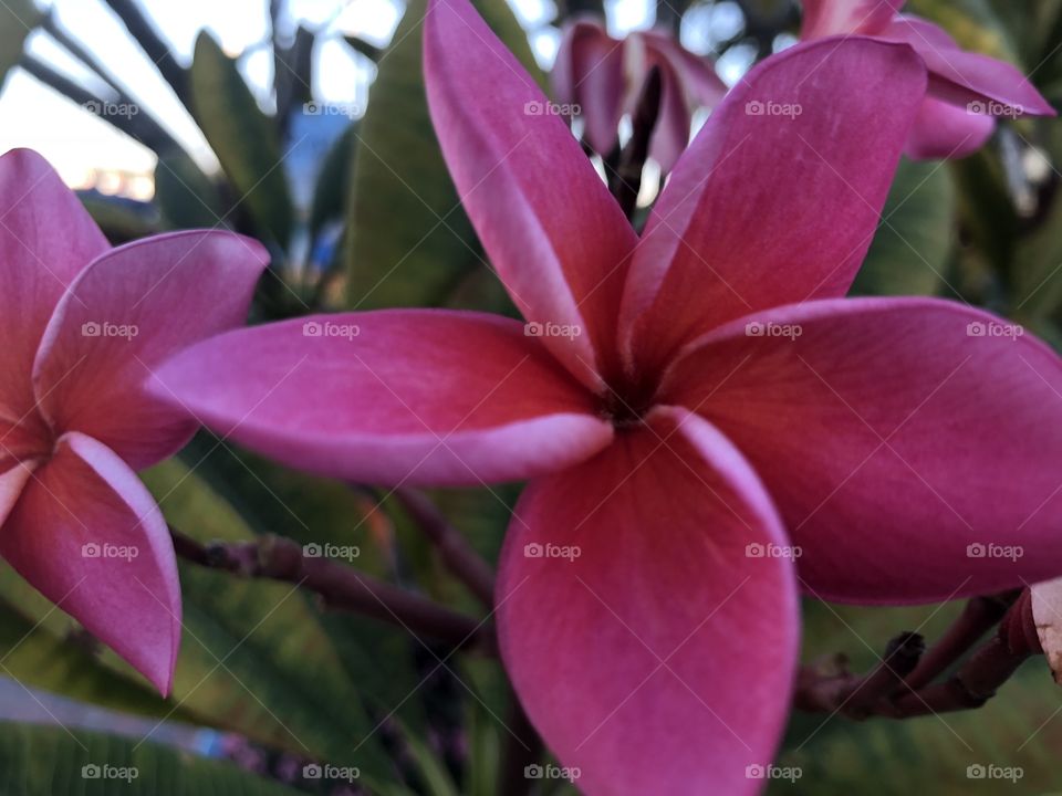 Fuchsia flower in bloom