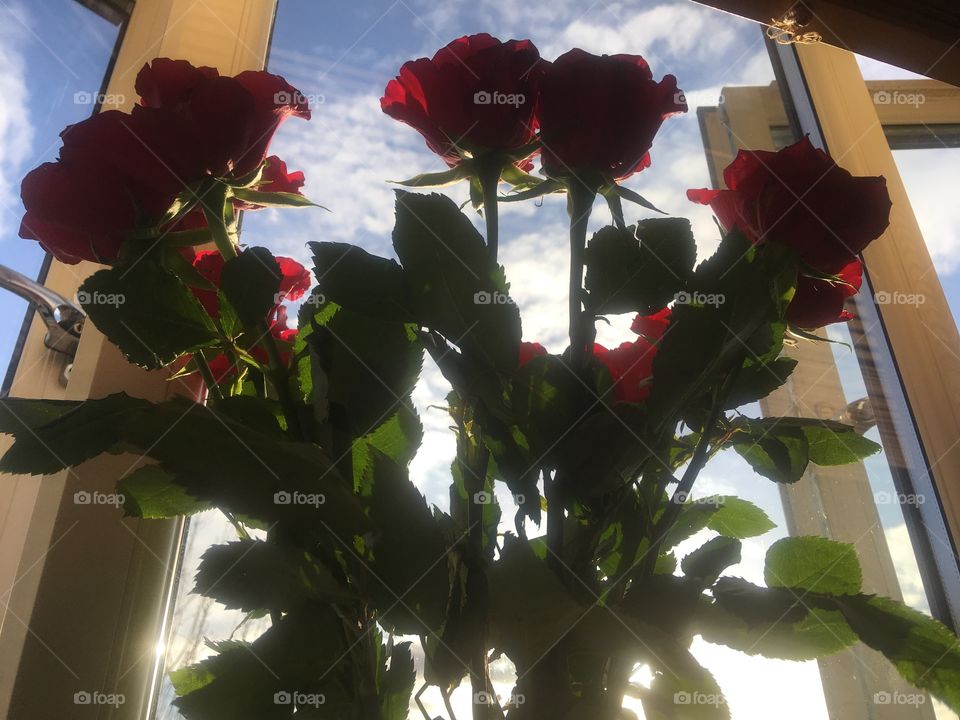 Red roses in a vase (not shown) on the living room window ledge of a first floor flat in Watford, Hertfordshire. In Winter. 