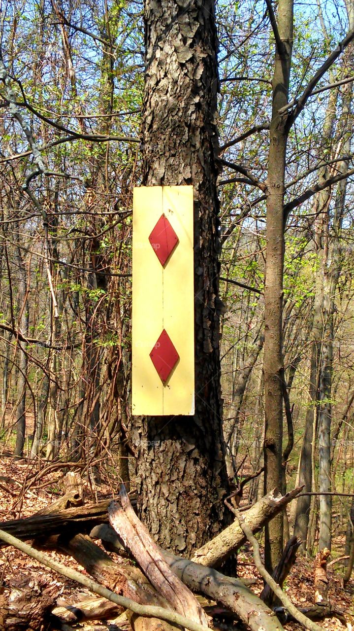 Wood, Tree, No Person, Nature, Leaf