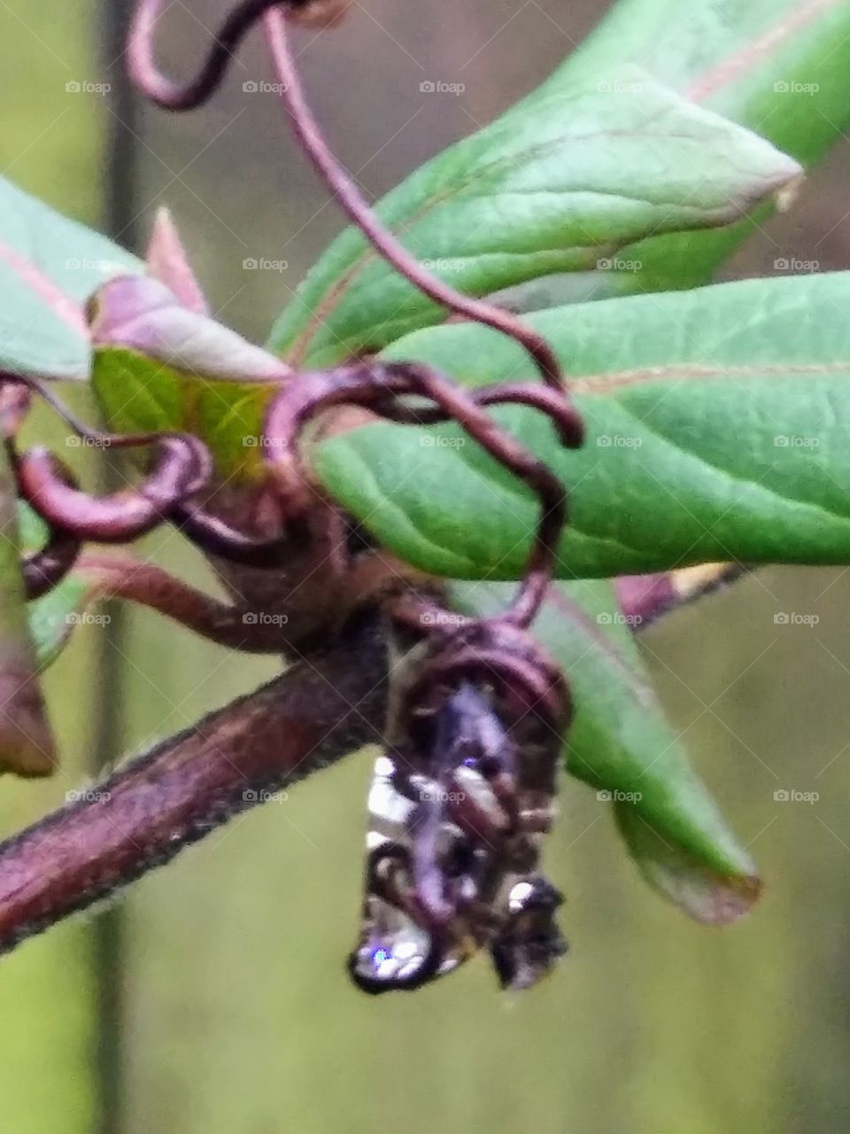 raindrop caught in a vine