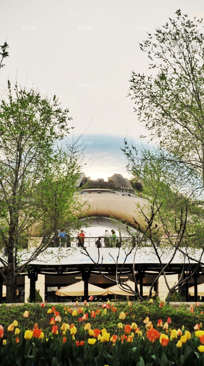 Cloudgate . Reflection of the sky in cloud gate the sculpture in millennium Park in Chicago surrounded by tulips