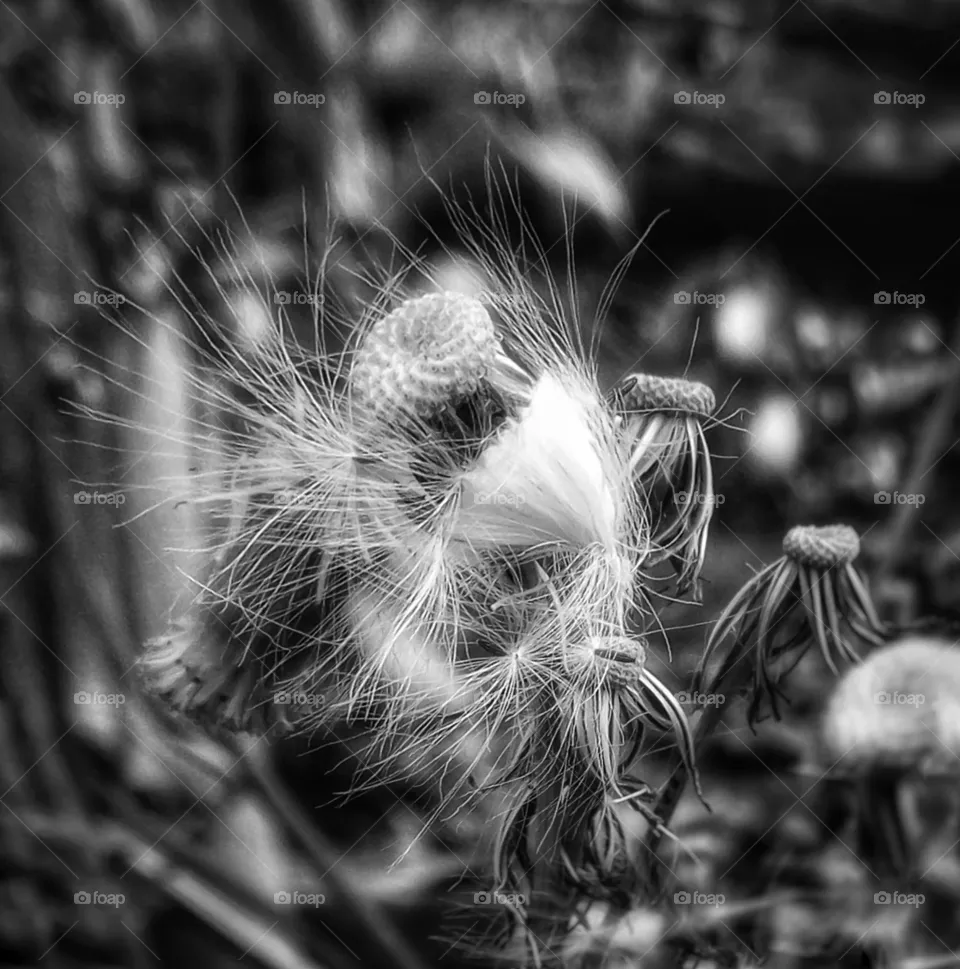 Seeds