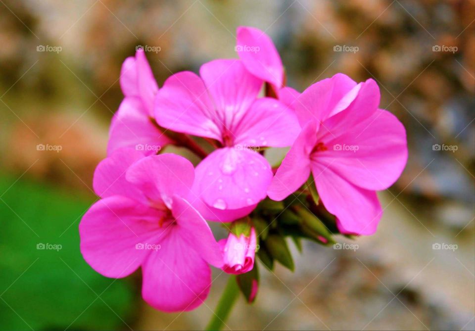 pink flower spring Greece nature