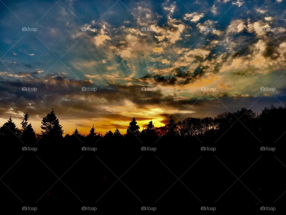 Christmas tree farm at sunset 