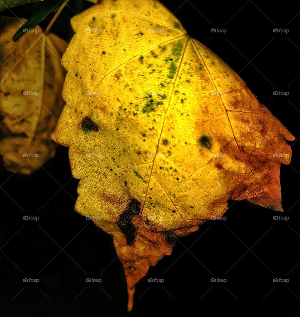 yellow leaf