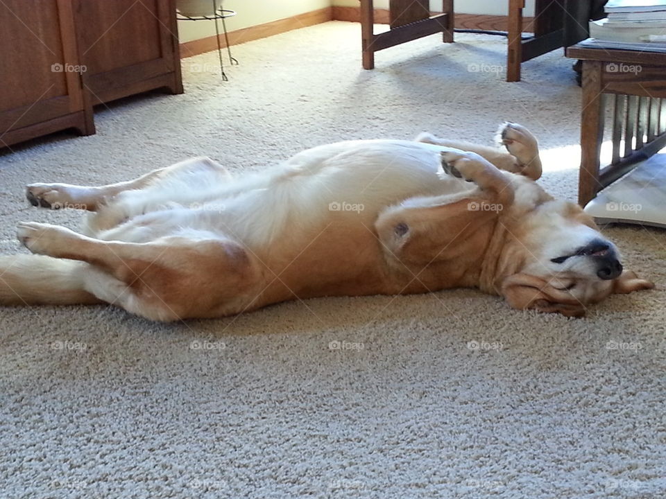 Foap Sleeping Dog Sheglie Female On Back Hy Sleeping Dog Sheglie Female On Back Hy Sleep Upside
