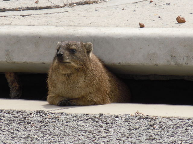 Close-up of beaver