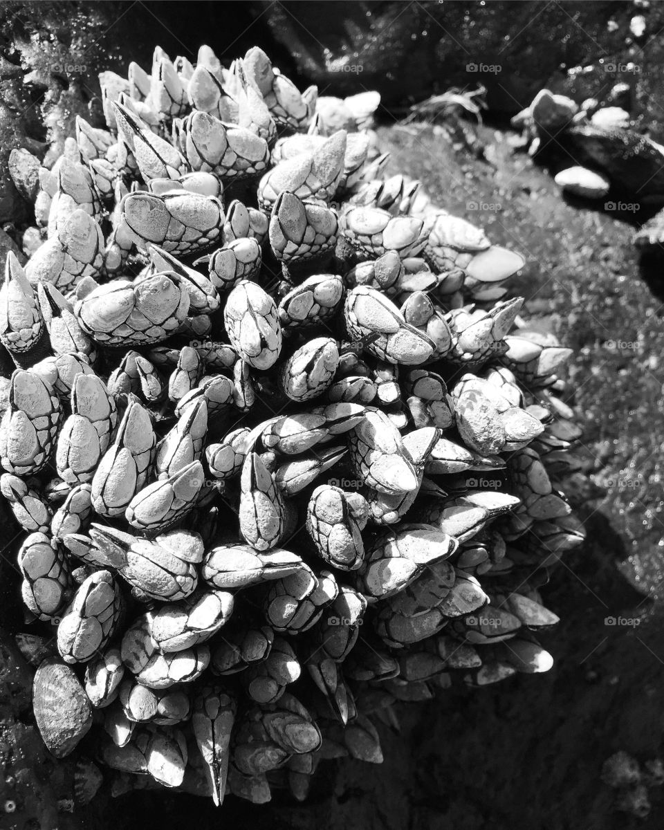 Gooseneck barnacles 