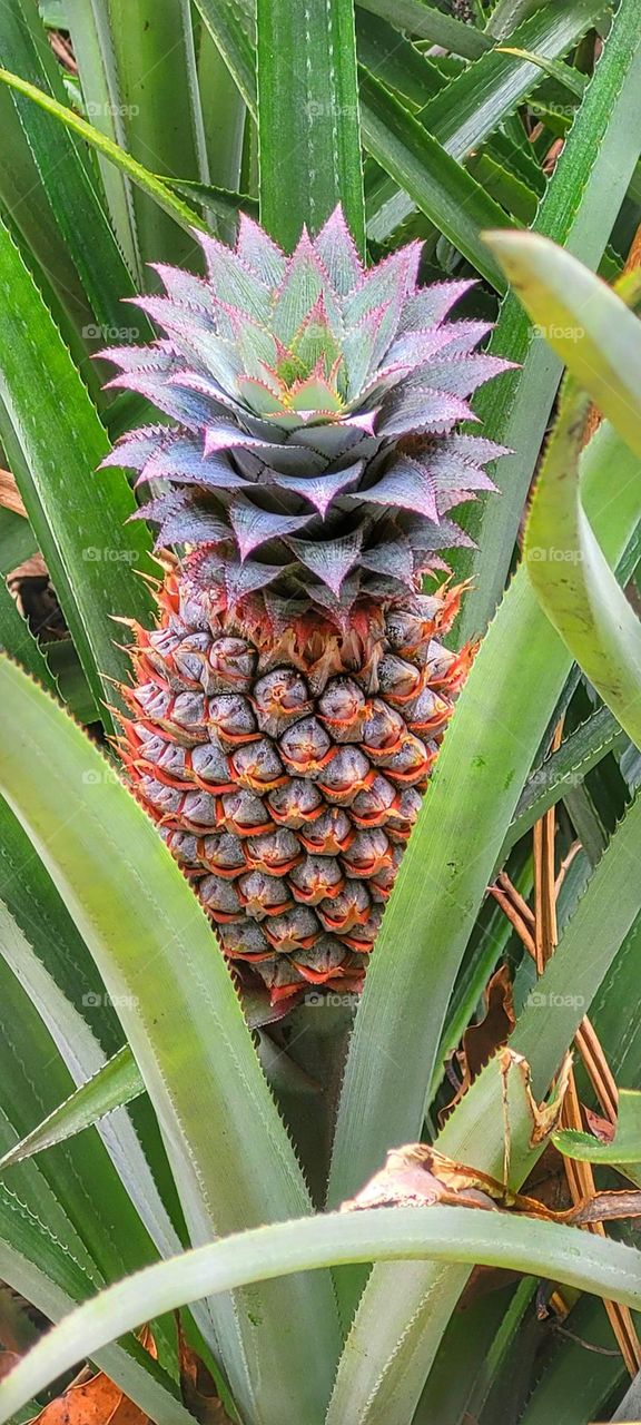 pineapple