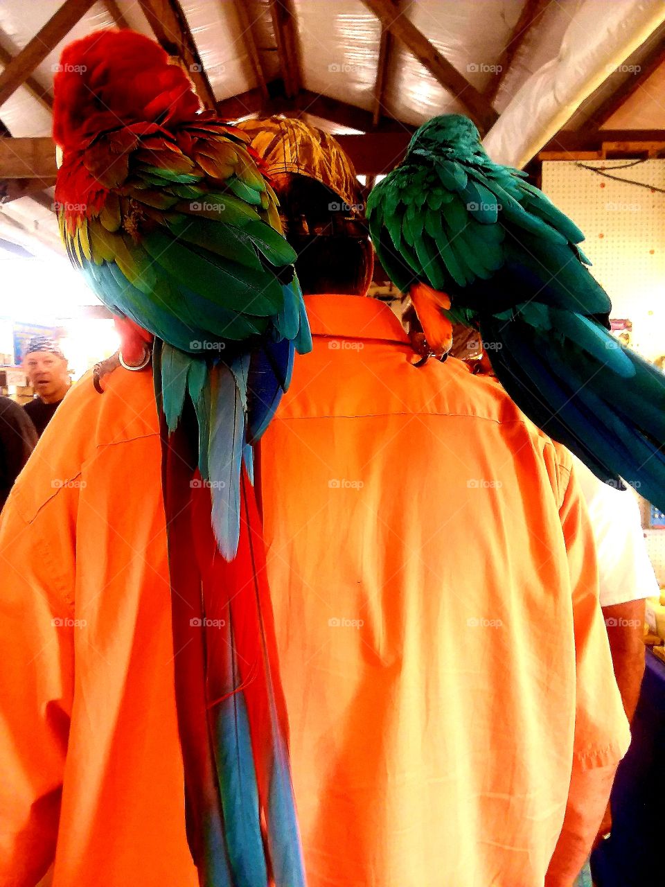 colorful birds parrots macaws  feathers of red green lue orange