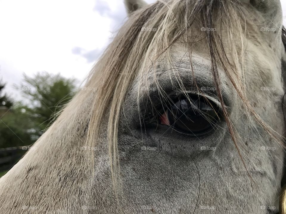 Horse's eye 