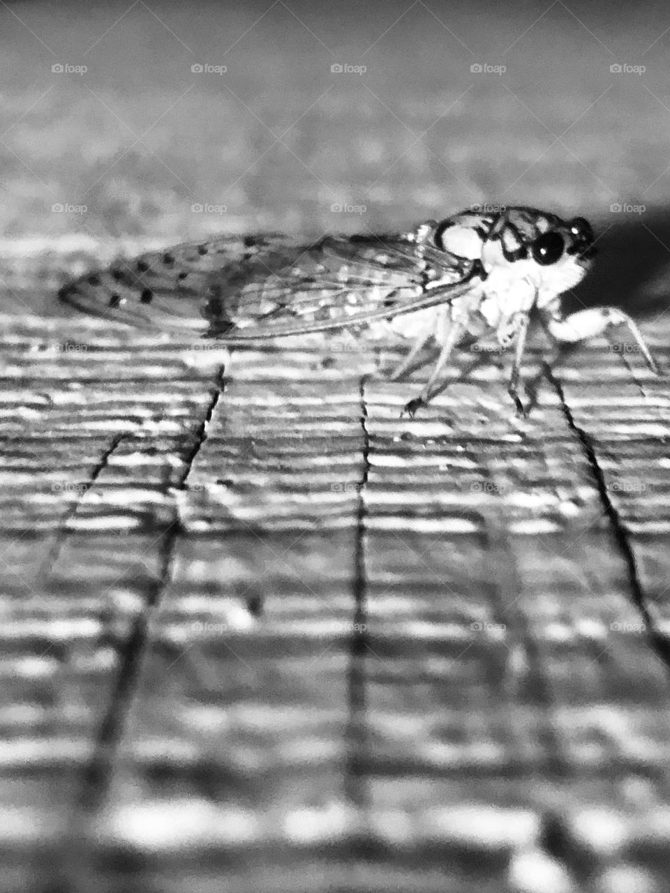 Another locust hanging out on the wall of the porch. Got him from underneath in b&w for from the ground up!