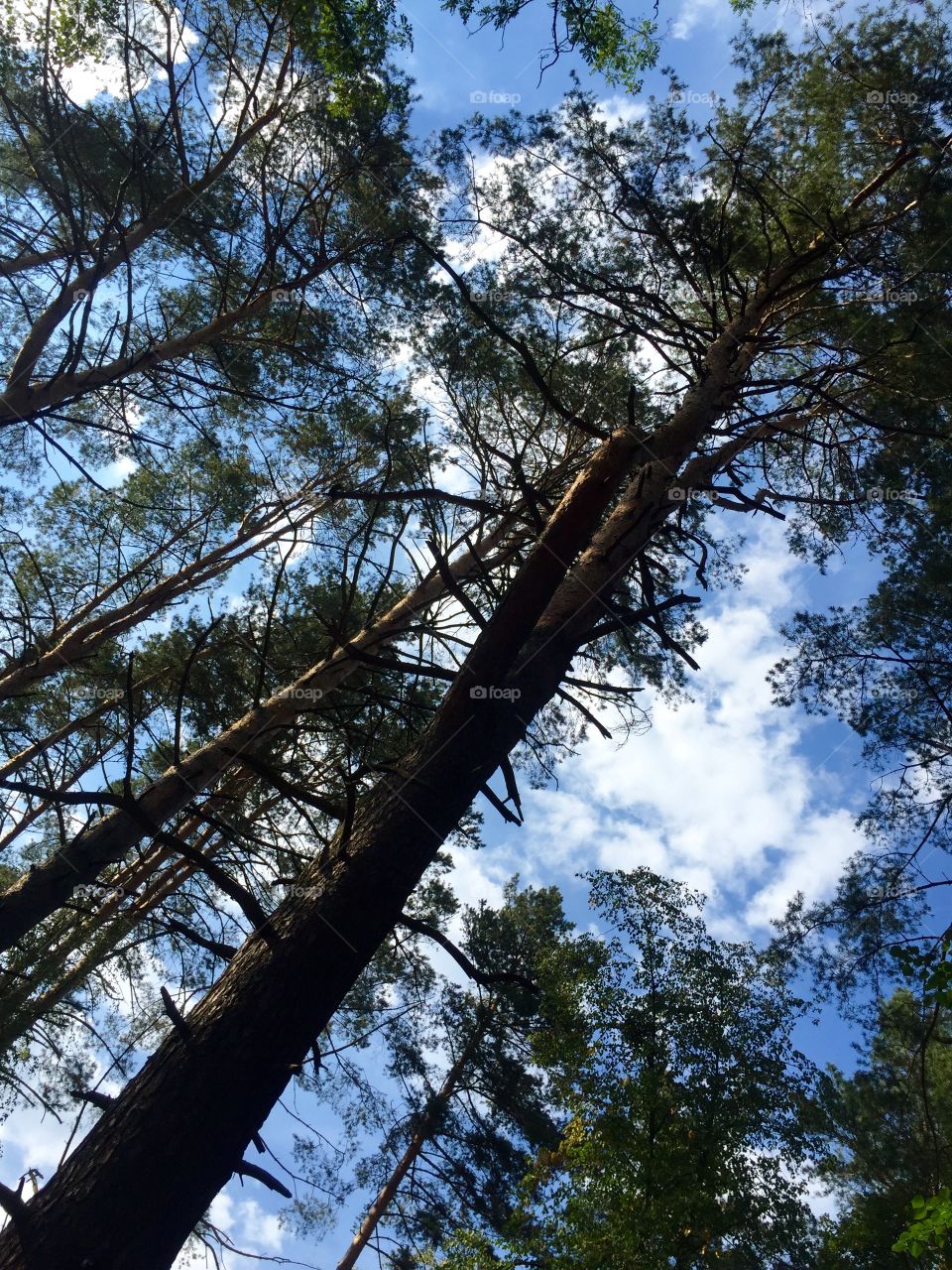 Dry tree branches