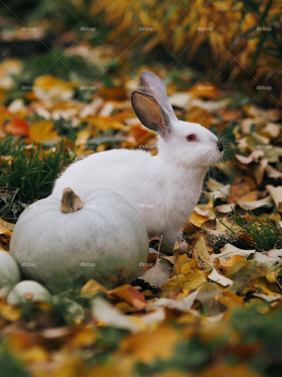 White fluffy rabbit in the autumn garden 