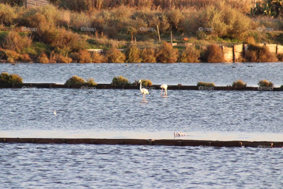 Flamingos Habitat, wildlife, nature, birds 