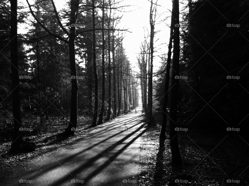 A woodland path cast in shadow 