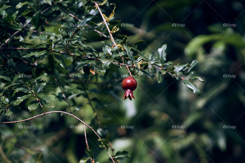 Pomegranate fruit  - backyard