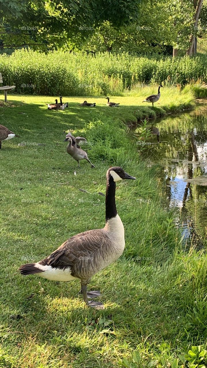 Goose Leader 