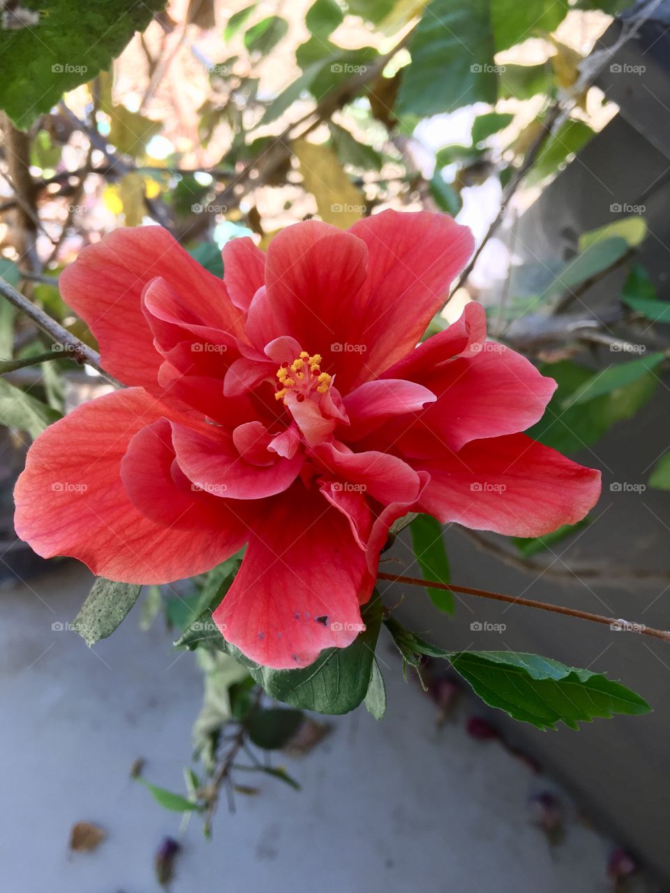 Hibiscus 