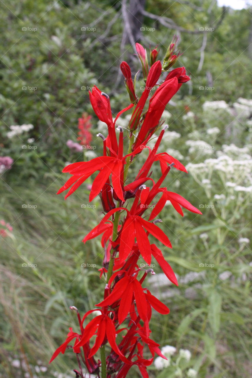 Red flower