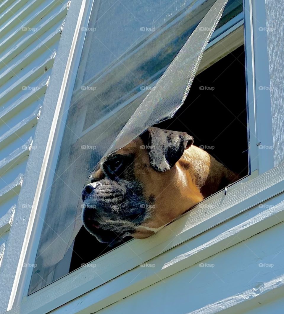 Boxer has pushed the screen out so he can see better out of the window 