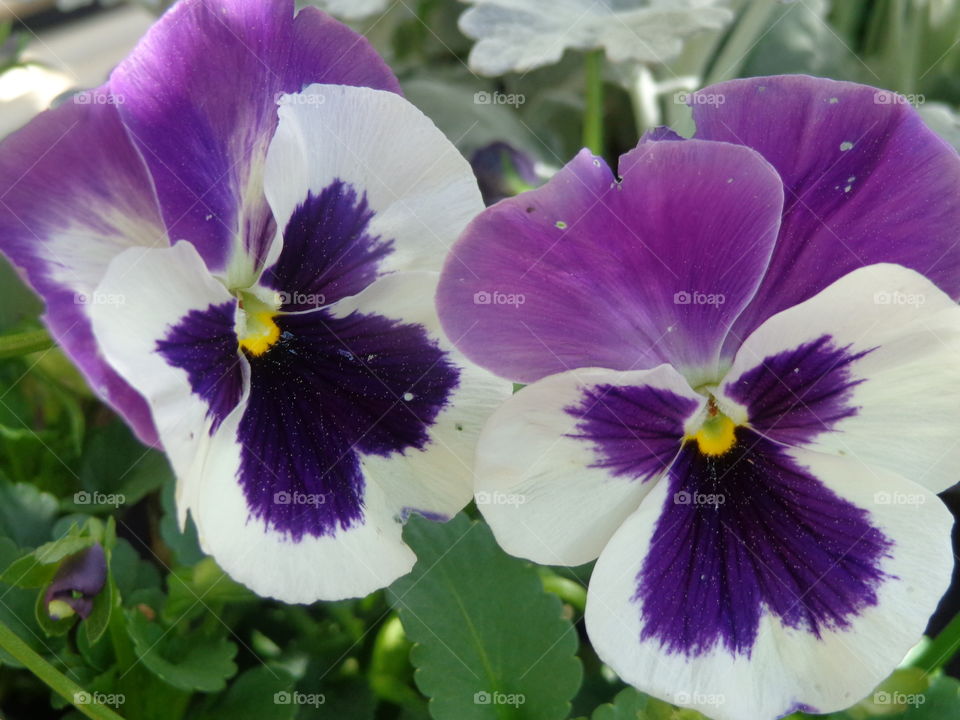 purple pansies . flowers for the garden